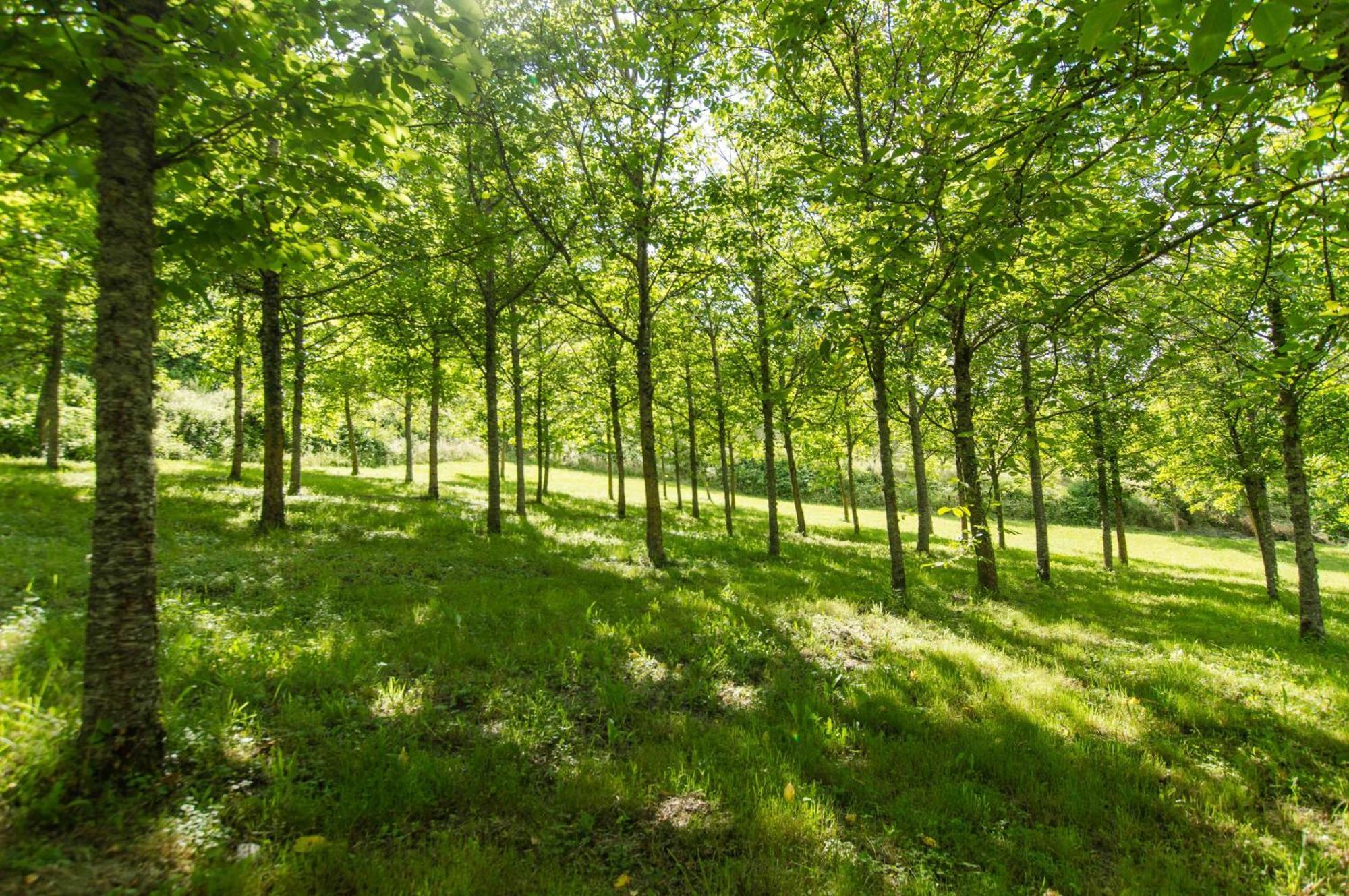 Agriturismo Podere La Casaccia Poppi Kültér fotó